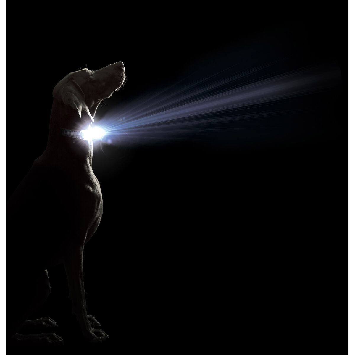 Dog Gone Smart Hundehalsband Dog Gone Smart Lila 20 Licht