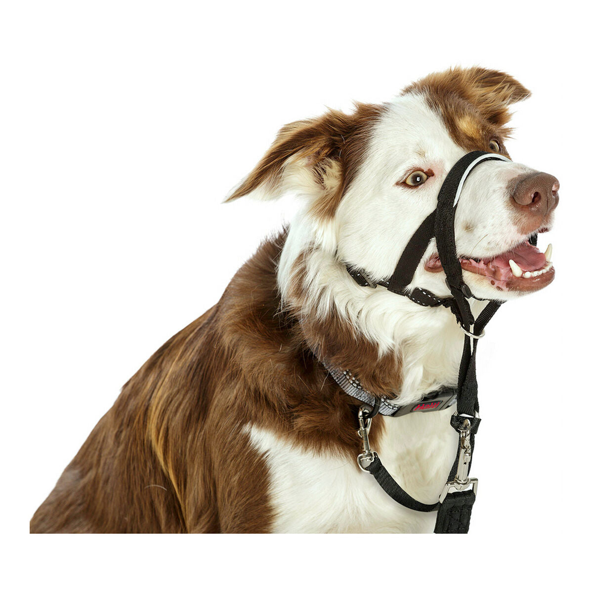 Company Of Animals Dressurhalsband Für Hunde Company Of Animals Halti Schwarz Maulkorb (40-54 Cm)