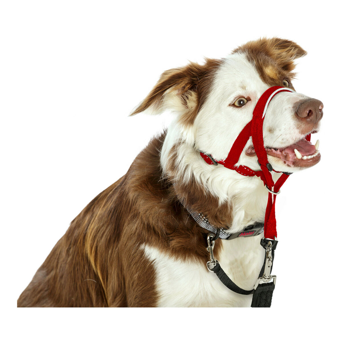 Company Of Animals Dressurhalsband Für Hunde Company Of Animals Halti Maulkorb (46-62 Cm)