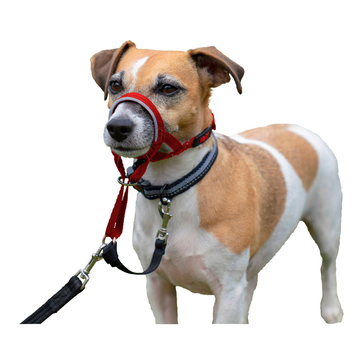 Company Of Animals Dressurhalsband Für Hunde Company Of Animals Halti Maulkorb (46-62 Cm)