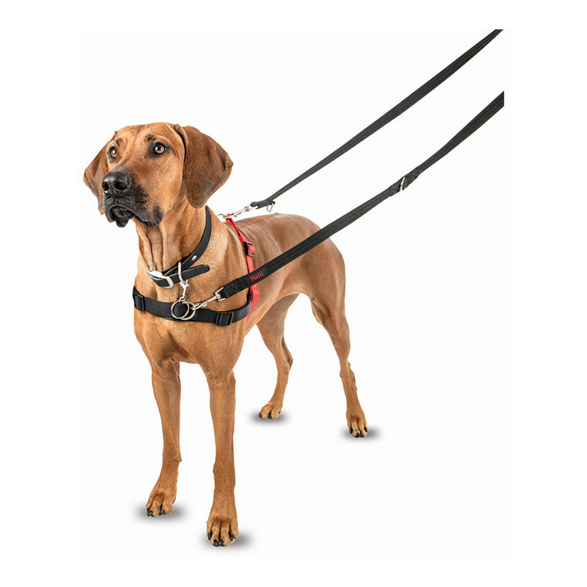Company Of Animals Hundegeschirr Company Of Animals Halti Schwarz/Rot S (36-64 Cm)