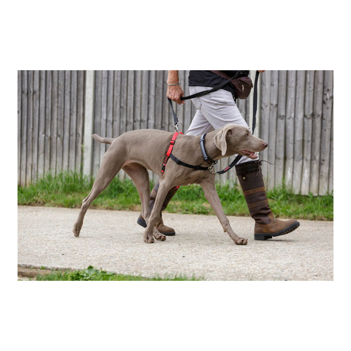 Company Of Animals Hundegeschirr Company Of Animals Halti Schwarz/Rot M (58-86 Cm)