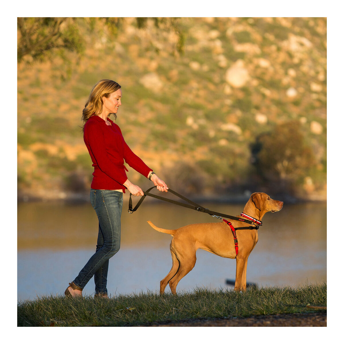 Company Of Animals Hundegeschirr Company Of Animals Halti Schwarz/Rot L (80-120 Cm)