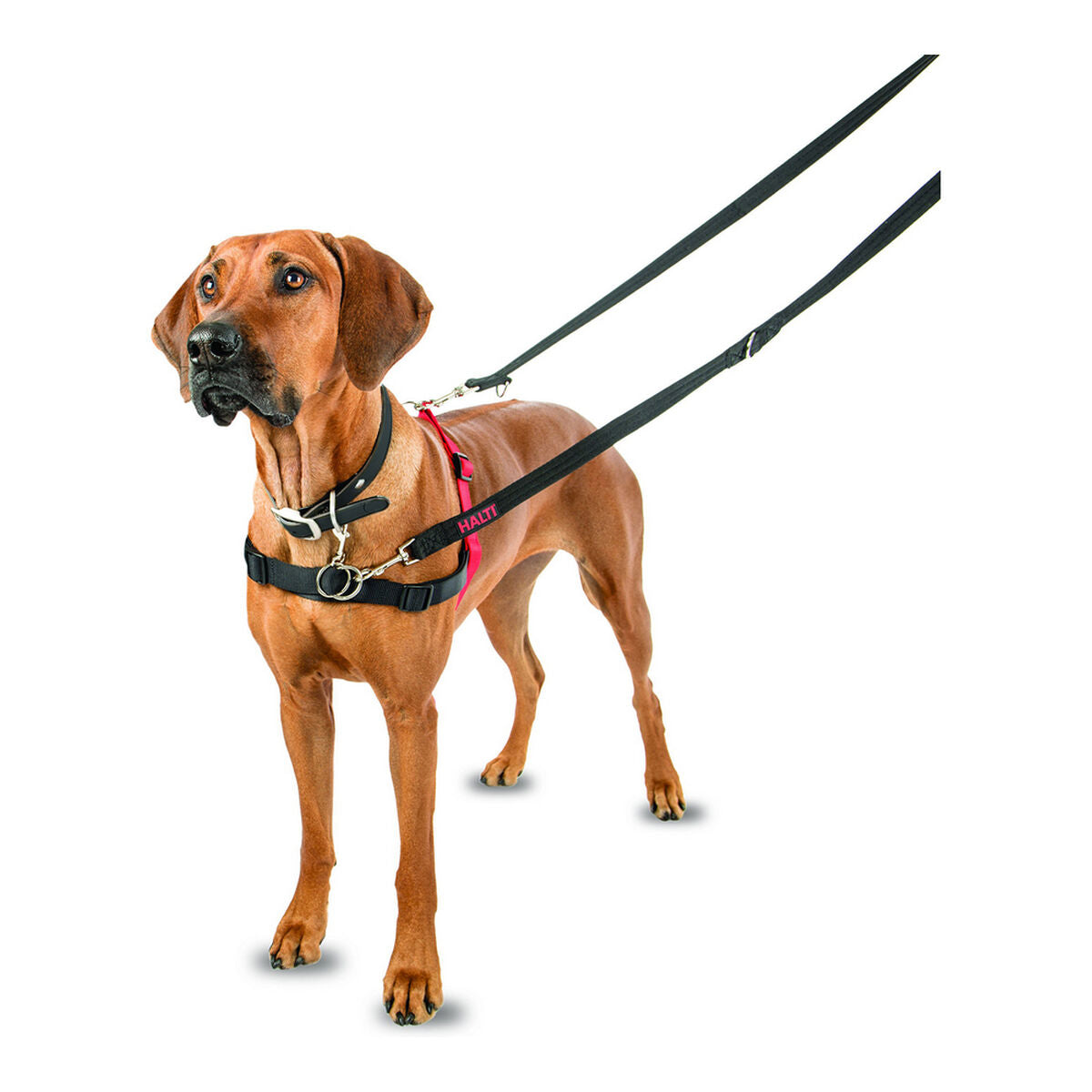 Company Of Animals Hundegeschirr Company Of Animals Halti Schwarz/Rot L (80-120 Cm)