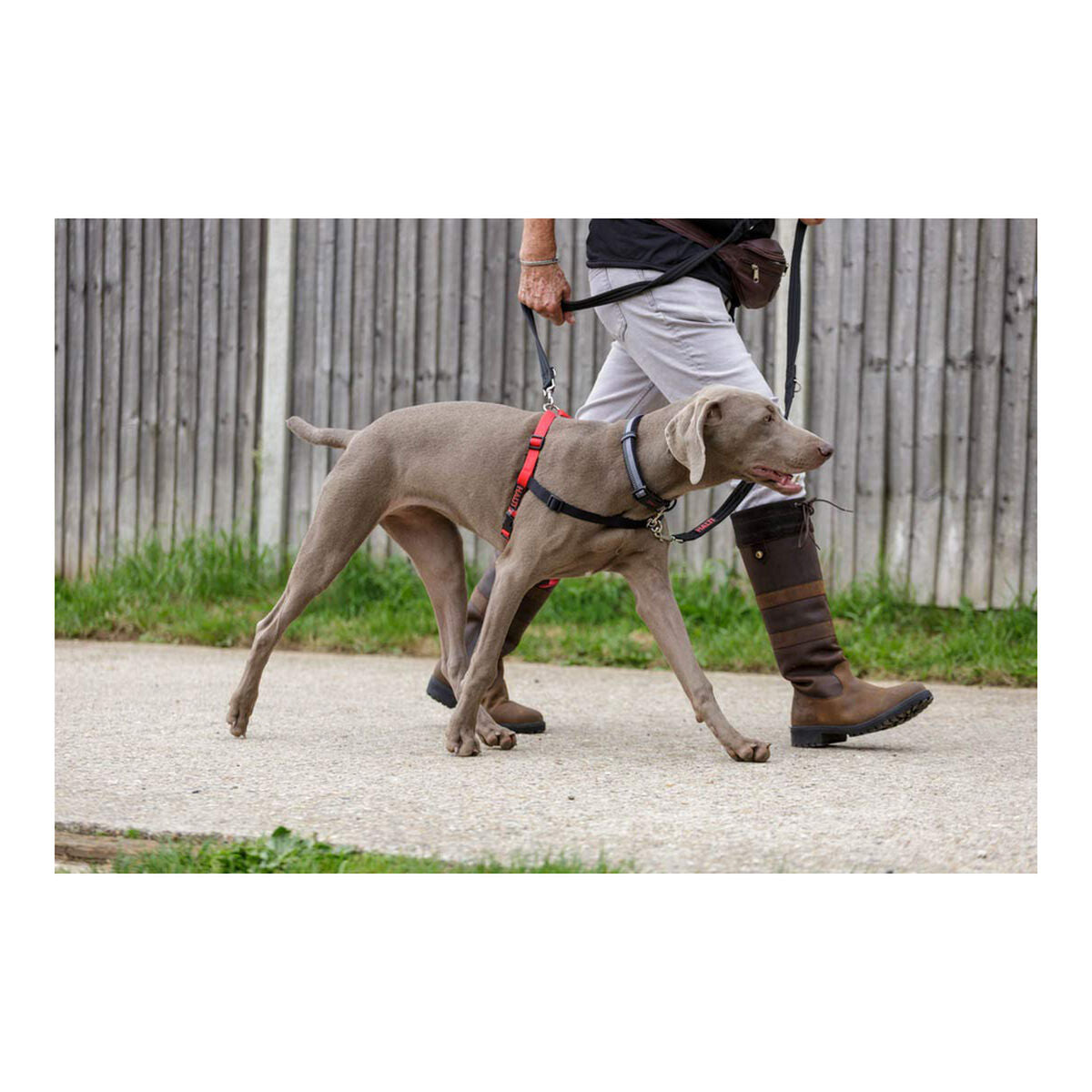 Company Of Animals Hundegeschirr Company Of Animals Halti Schwarz/Rot L (80-120 Cm)