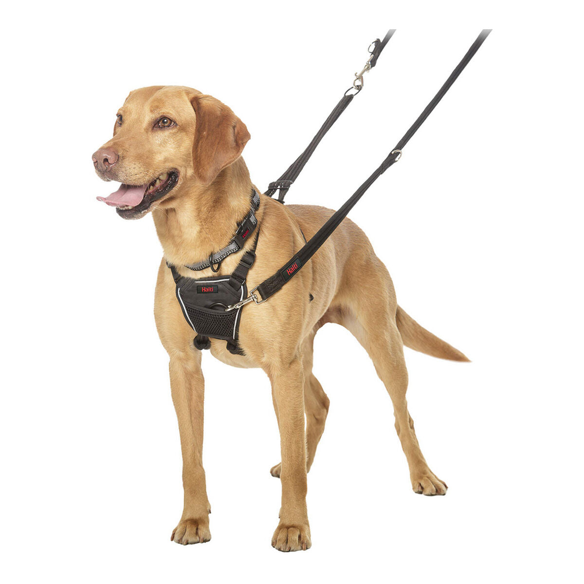 Company Of Animals Hundegeschirr Company Of Animals Halti M (34-56 Cm)
