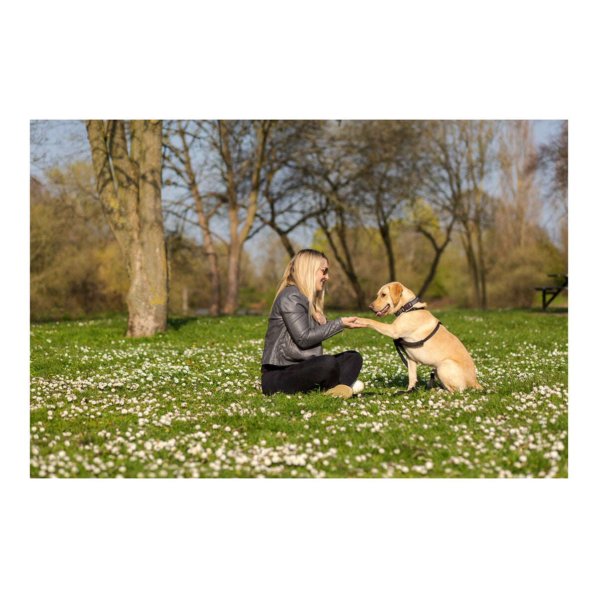Company Of Animals Hundegeschirr Company Of Animals Halti M (34-56 Cm)