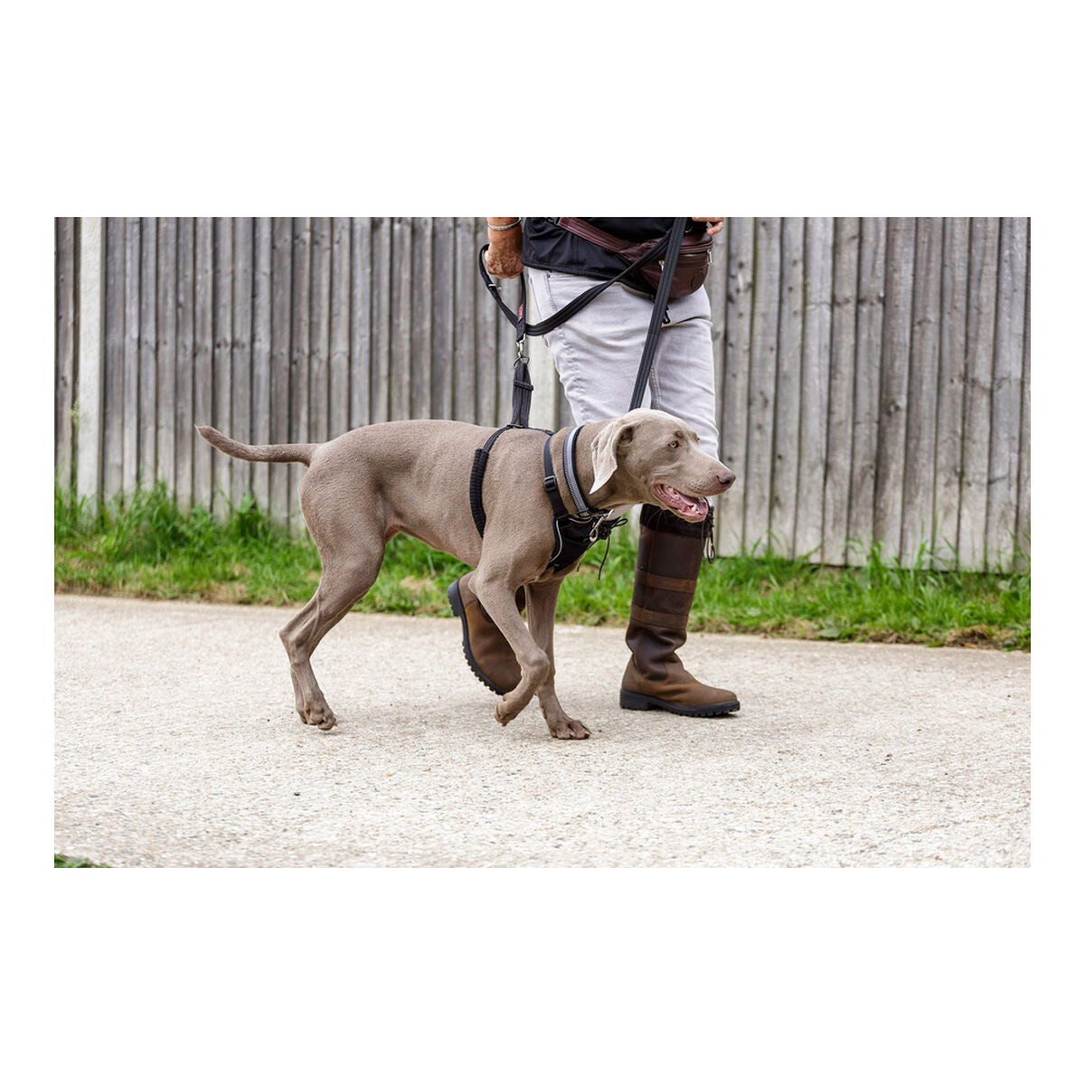 Company Of Animals Hundegeschirr Company Of Animals Halti M (34-56 Cm)