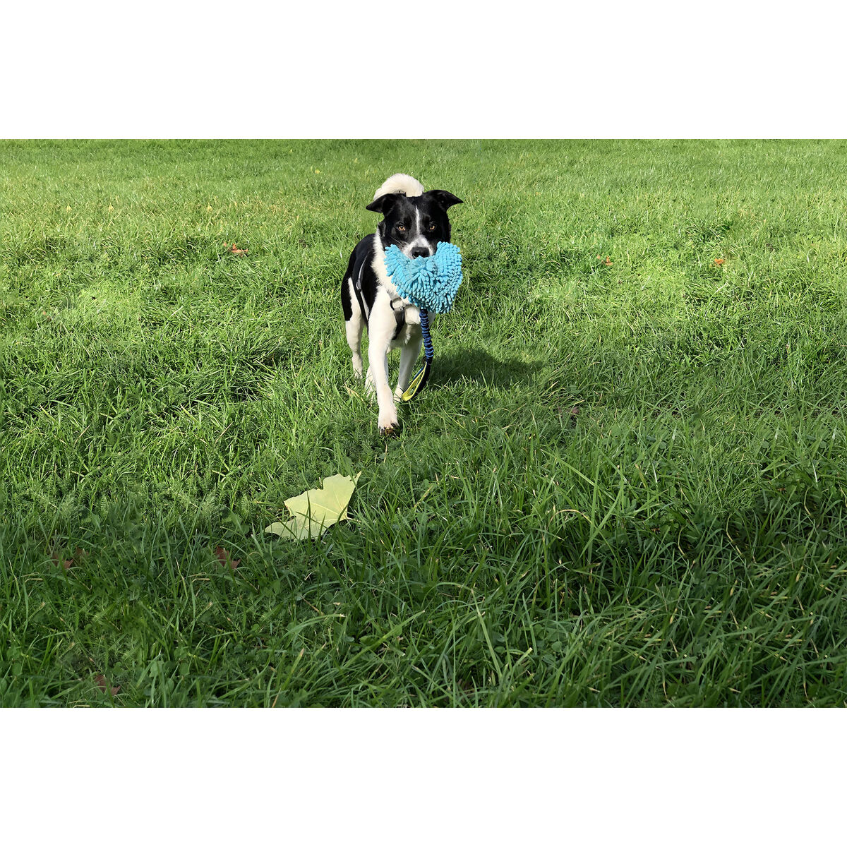 Coachi Trainingsspielzeug Coachi Tuggi Hide Blau