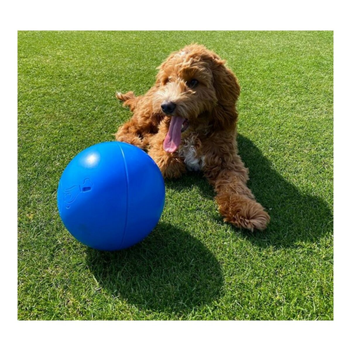 Company Of Animals Hundespielzeug Company Of Animals Boomer Blau 100Mm