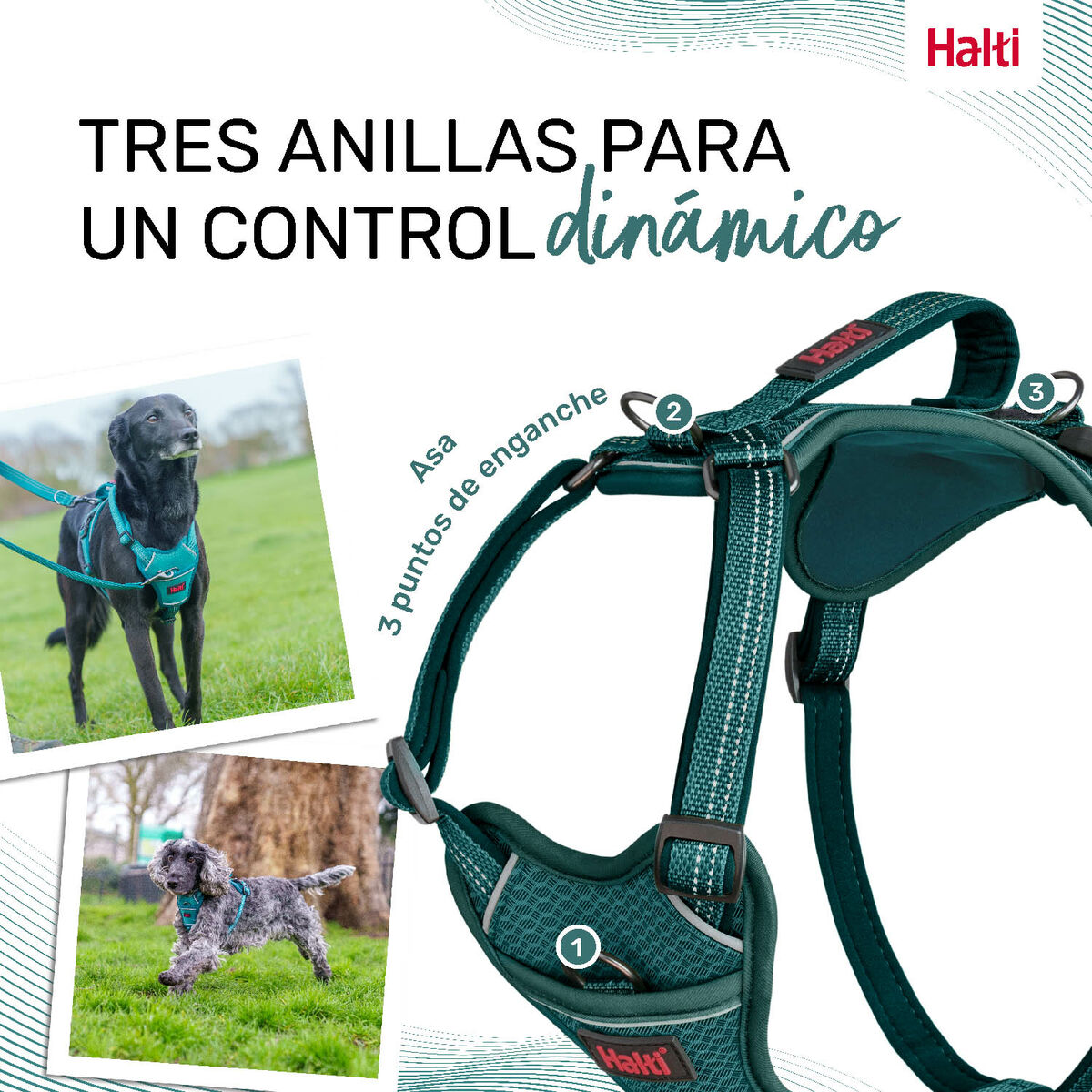 Company Of Animals Hundegeschirr Company Of Animals Türkis S 28-42 Cm