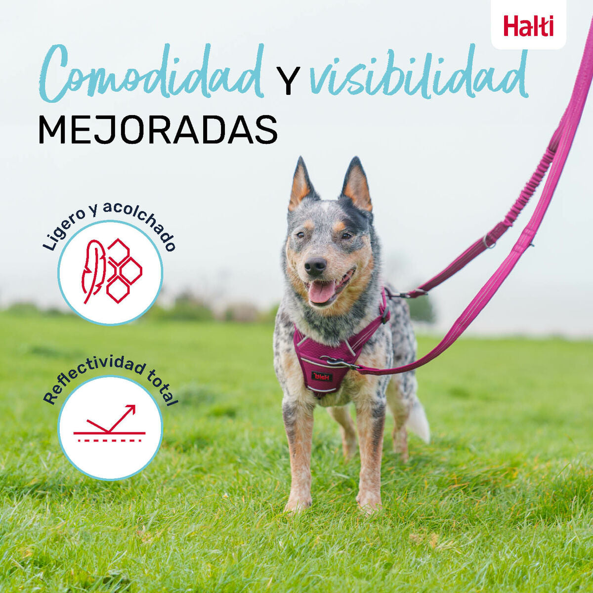 Company Of Animals Hundeleine Company Of Animals Burgunderrot S