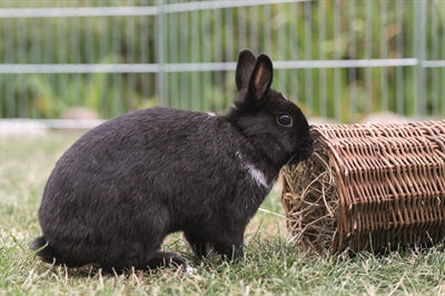 Trixie-Weiden-Tunnelkaninchen