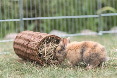 Trixie-Weiden-Tunnelkaninchen