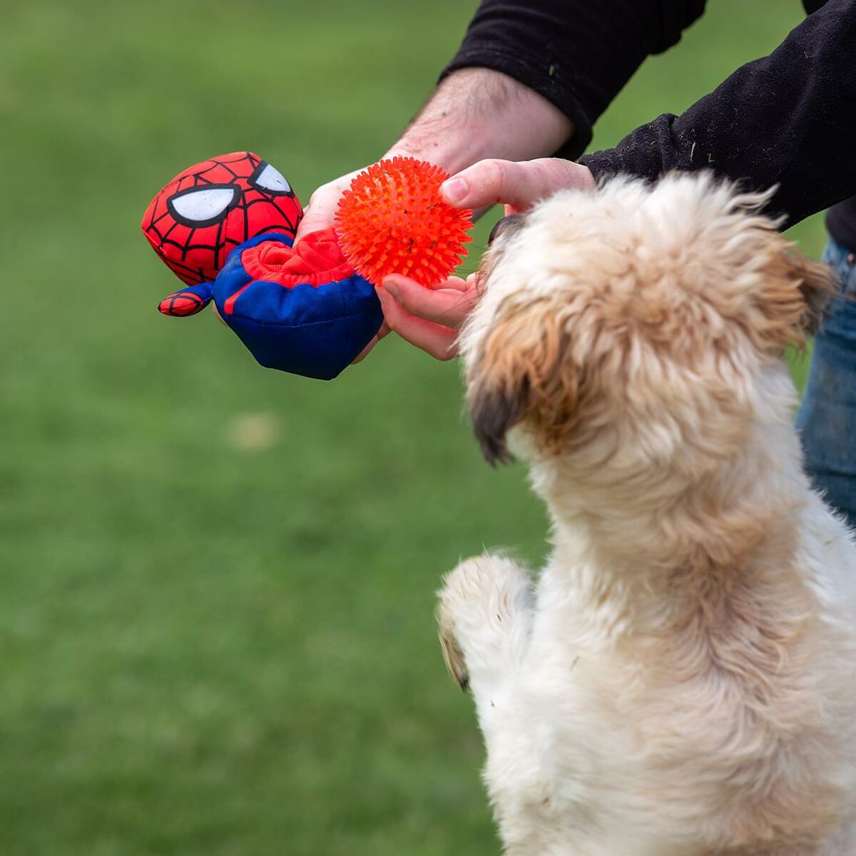 Spider-Man Hundespielzeug Spider-Man Rot