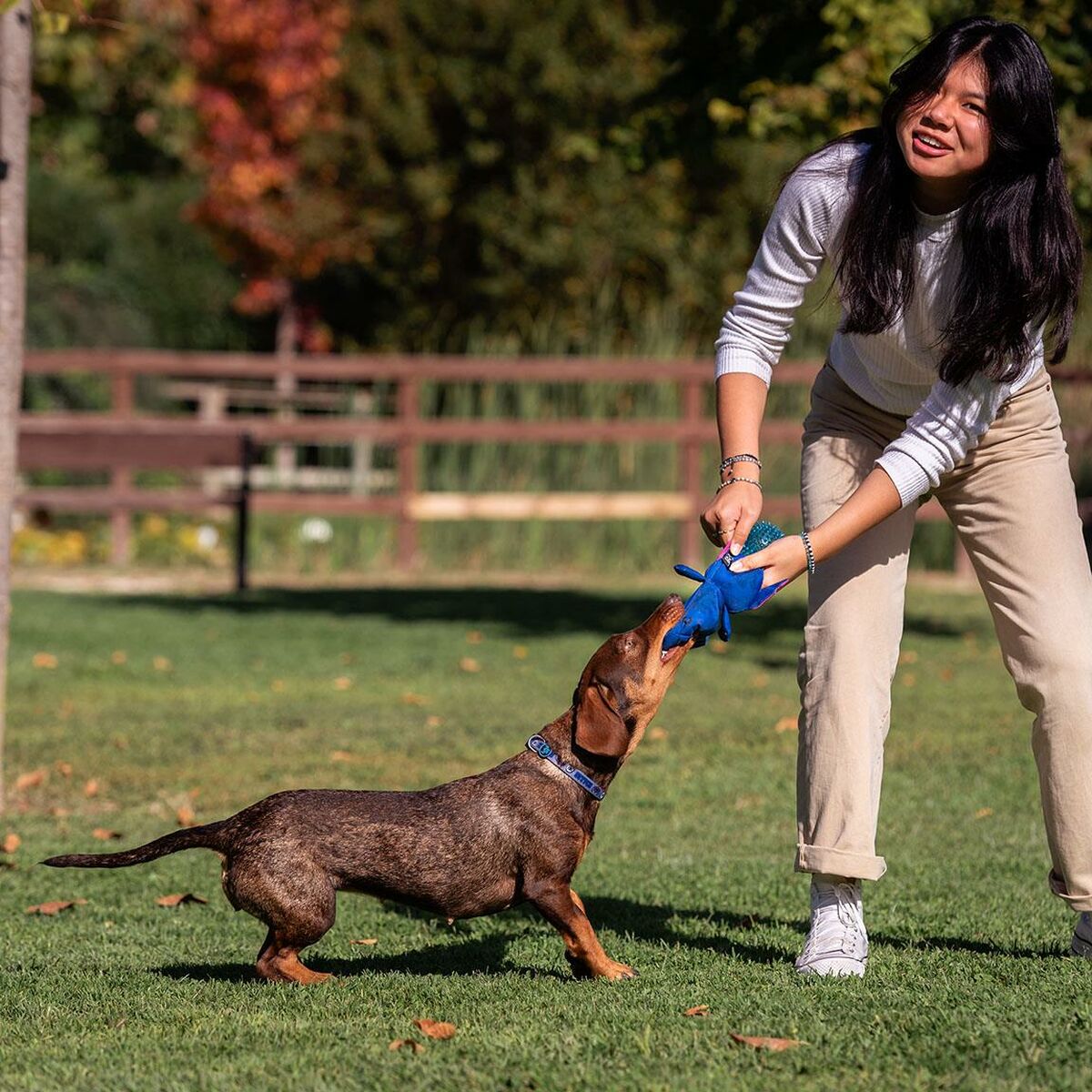 Stitch Hundespielzeug Stitch Blau