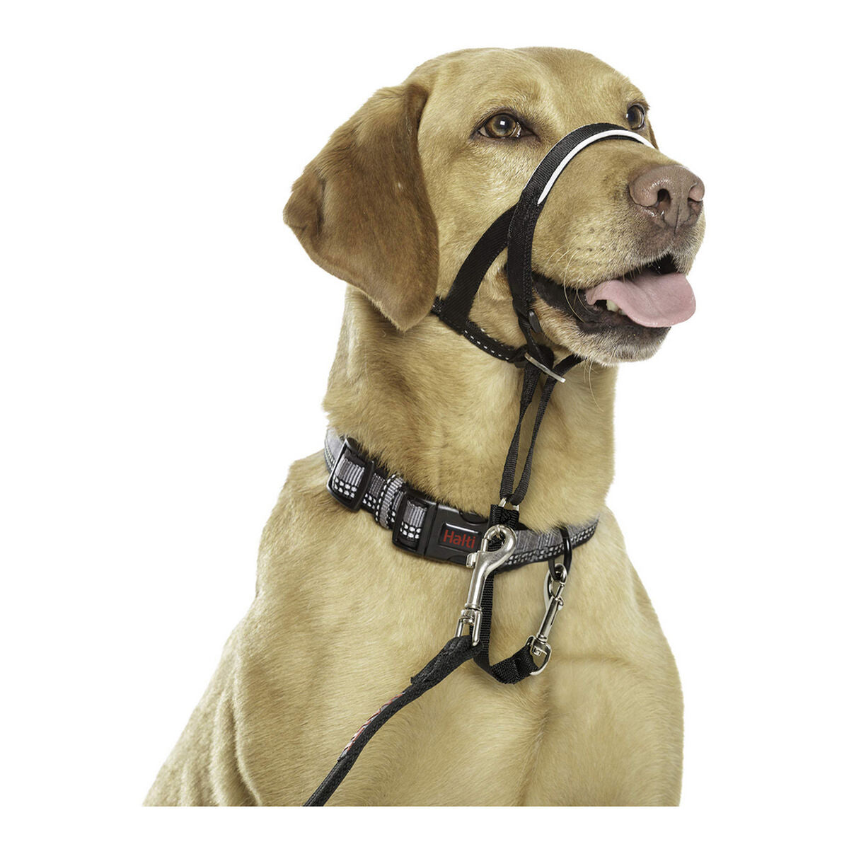 Company Of Animals Dressurhalsband Für Hunde Company Of Animals Halti Schwarz Maulkorb (40-54 Cm)