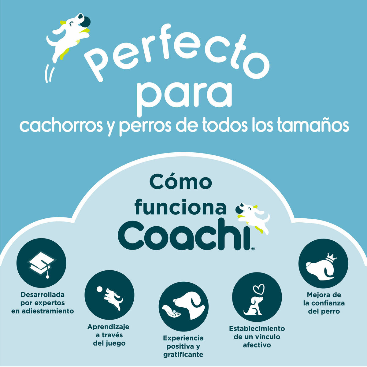 Coachi Hundeleine Coachi Blau Ausbildung
