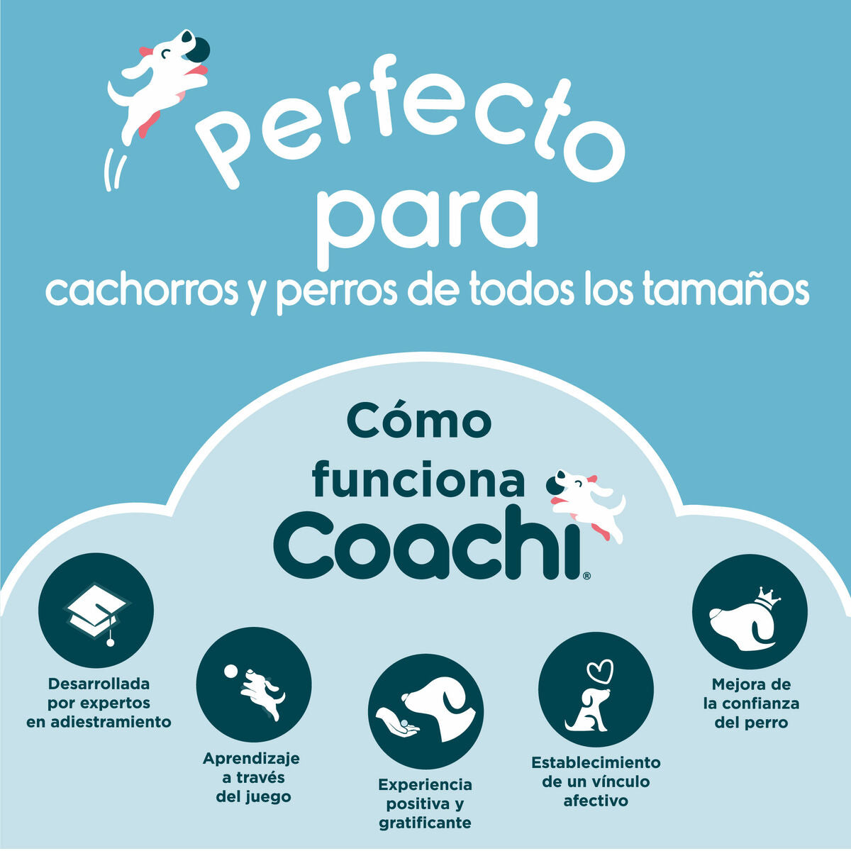 Coachi Hantel Coachi Training Dumbbell Blau