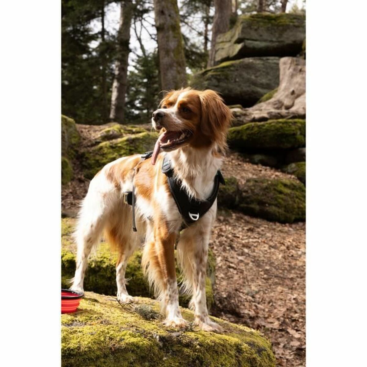 Symbioz Hundegeschirr Symbioz Schwarz M