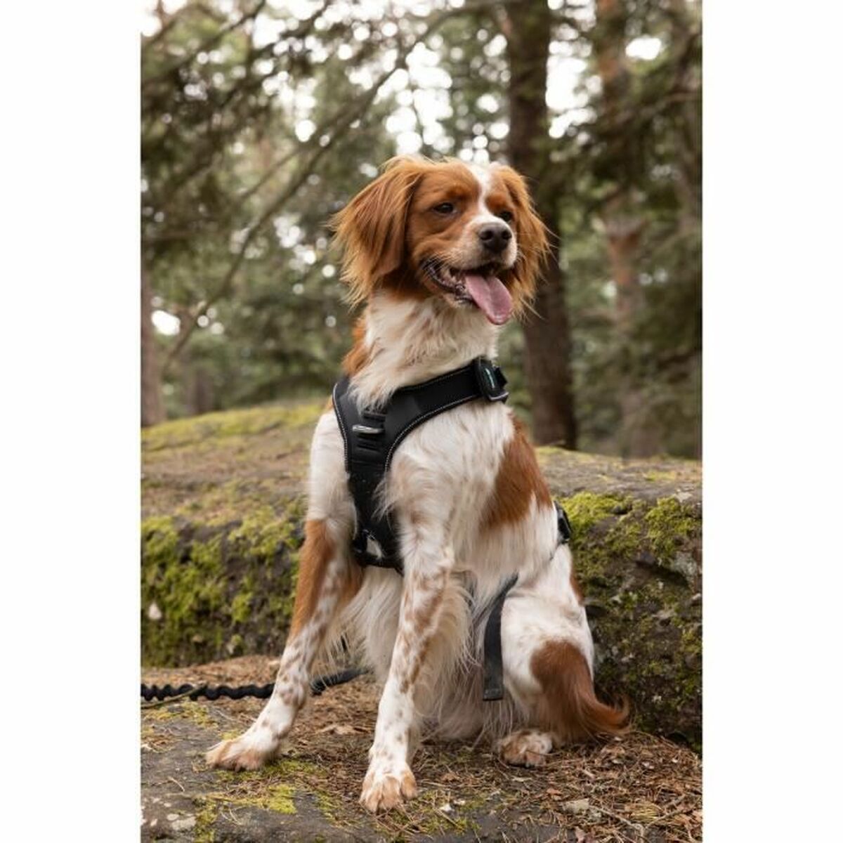 Symbioz Hundegeschirr Symbioz Schwarz Xl