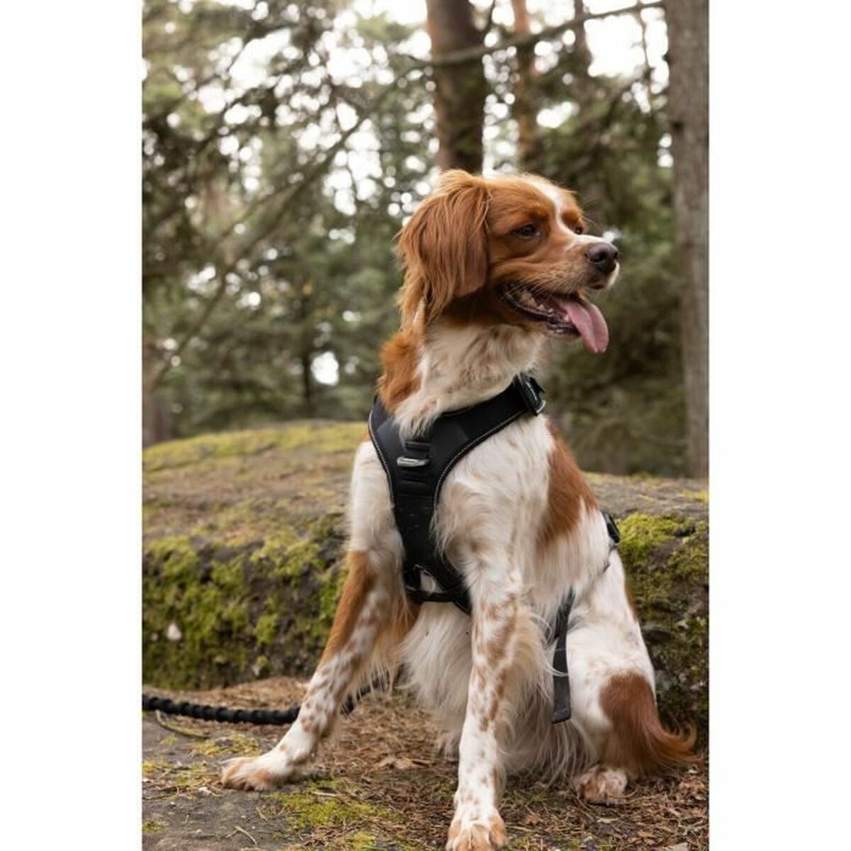 Symbioz Hundegeschirr Symbioz Schwarz Xxs