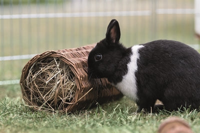 Trixie-Weiden-Tunnelkaninchen