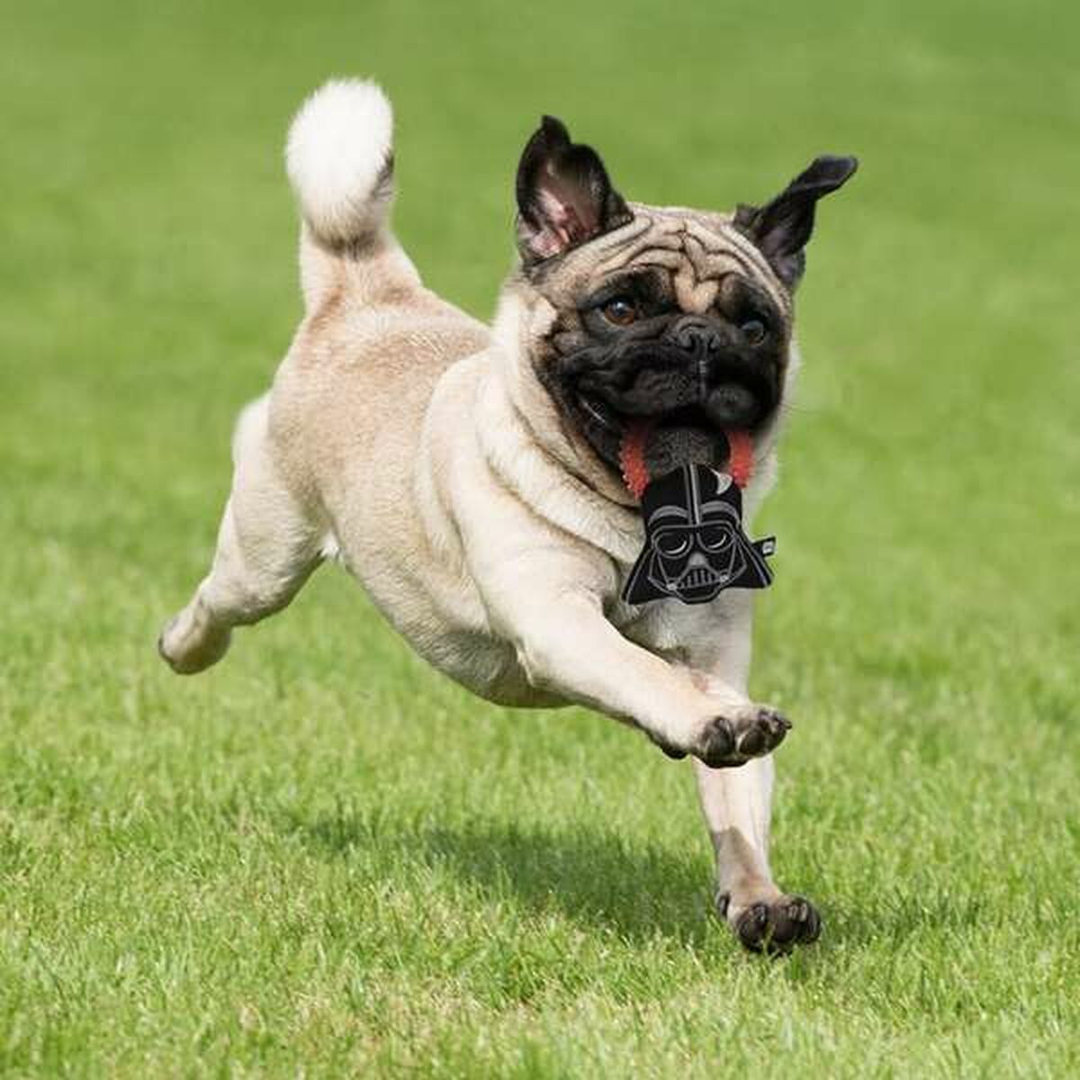 Star Wars Hundespielzeug Star Wars Schwarz